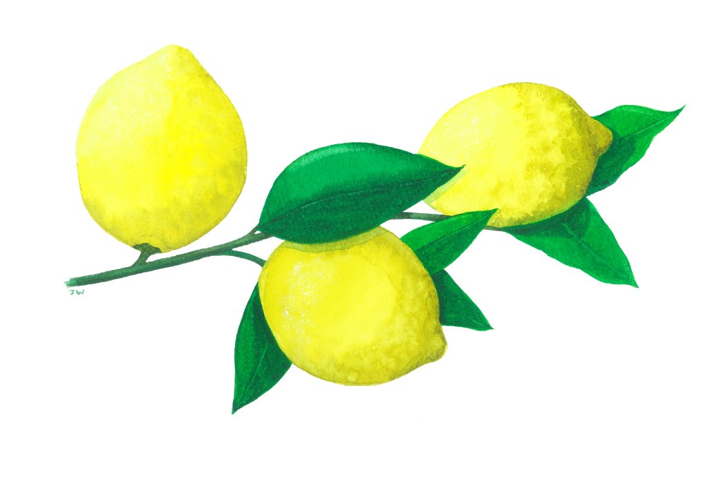 lemon cleaned up scan